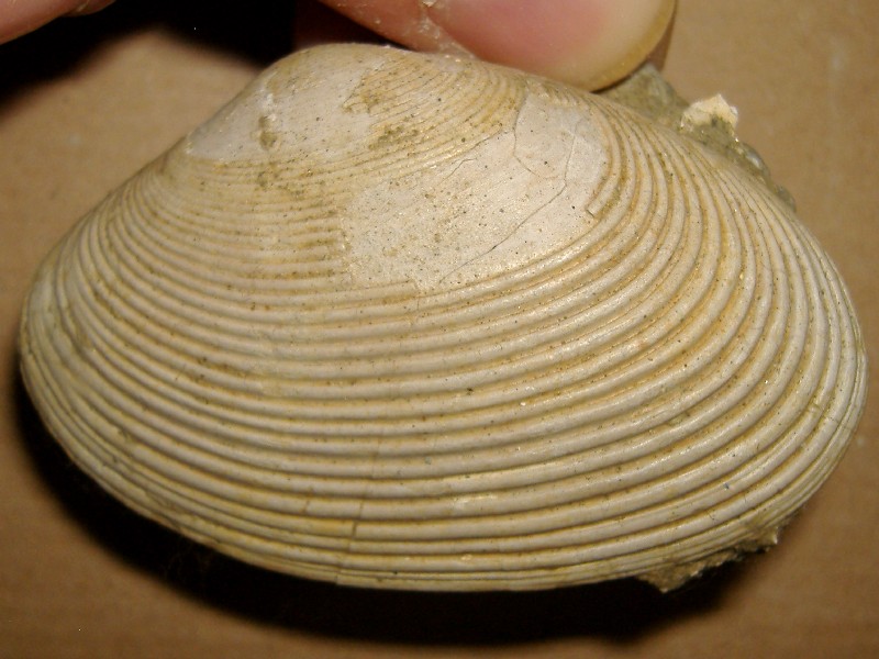 Paphia vetula (Basterot, 1825) - Pliocene